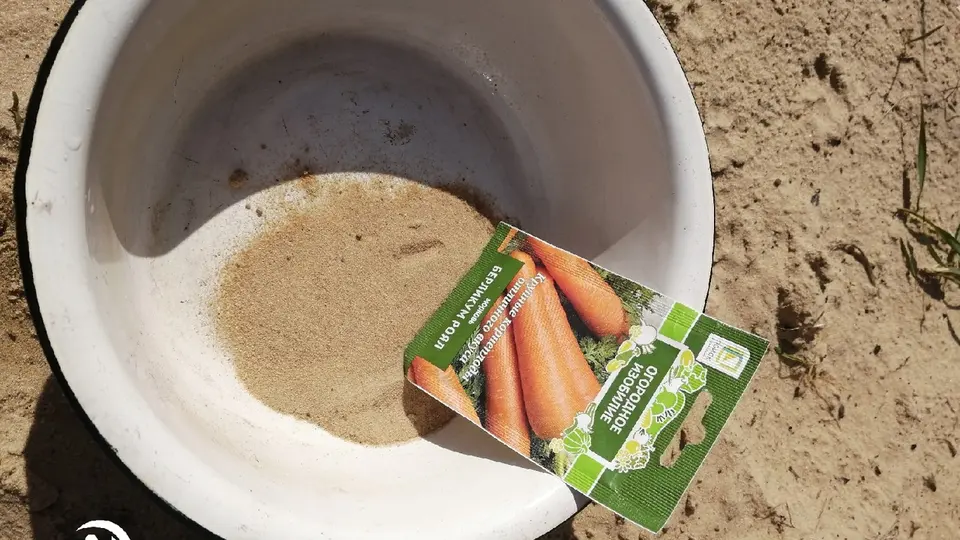 Пора сажать морковь