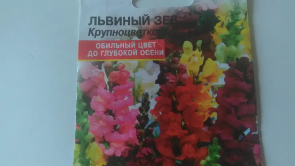 Садовые цветы на балконе