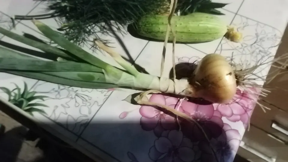 Выращивание лука из головок
