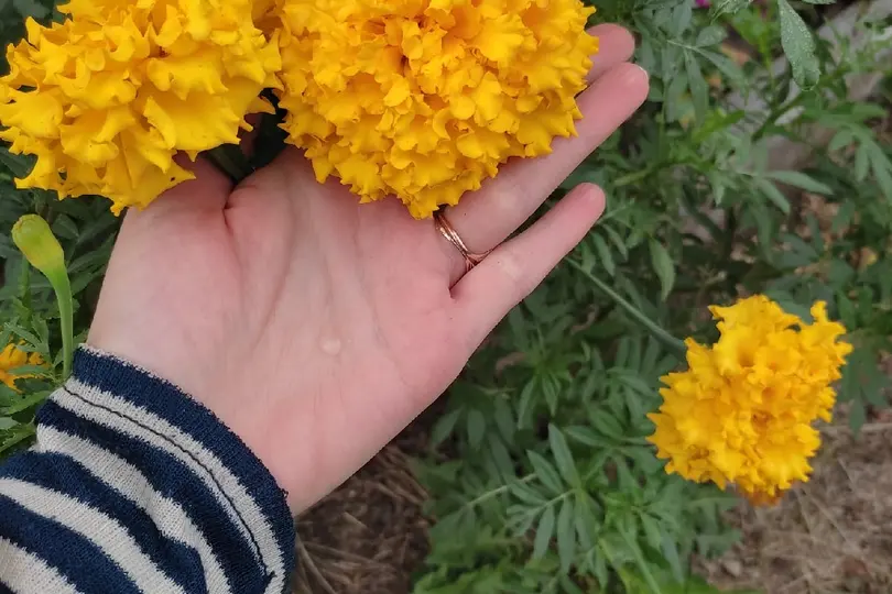 Как на даче выращивать бархатцы(они же бархотки)