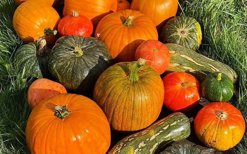 Закатываем кабачки на зиму: простой и вкусный рецепт