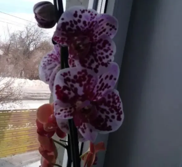 как ухаживать за орхидеей? Подскажите