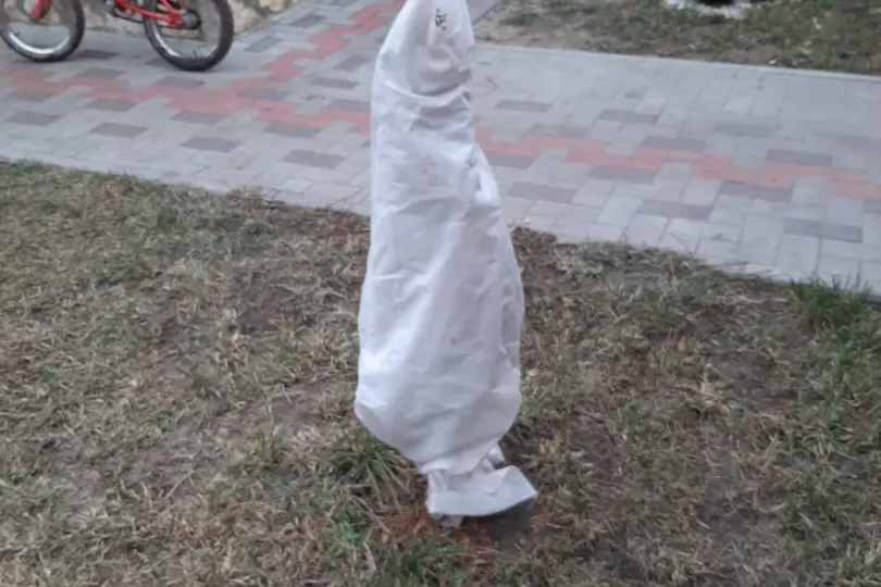 Укрытие туи на зиму: наш опыт